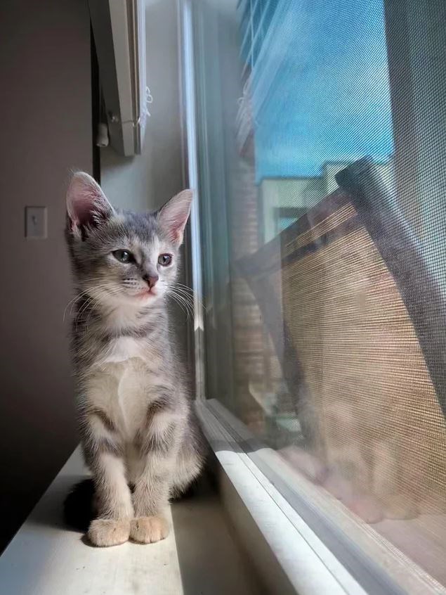 Gatos reflexionando sobre sus decisiones y de la vida en general